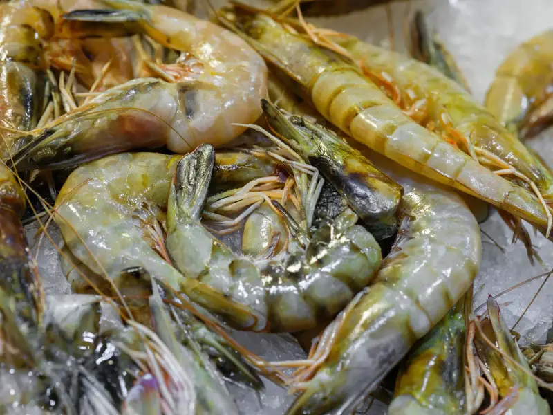 Shrimp